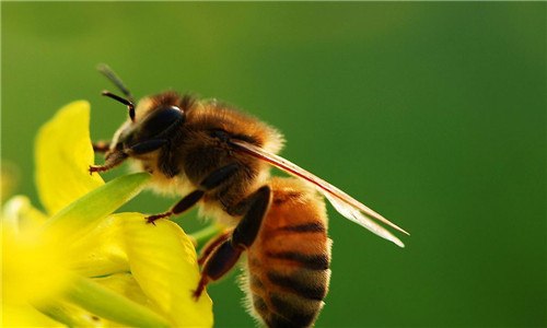 蜜蜂和黄蜂的区别是什么 蜜蜂和黄蜂的区别是什么意思