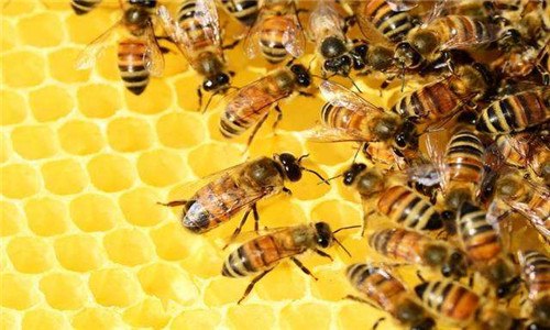 蜜蜂有几对翅膀 蜜蜂有几对翅膀几只脚