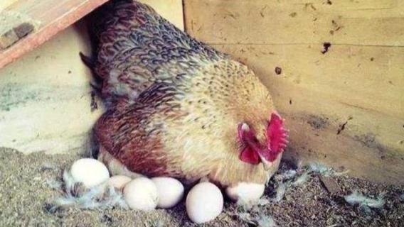 母鸡抱窝几天才放蛋 母鸡开始抱窝几天才可以放蛋