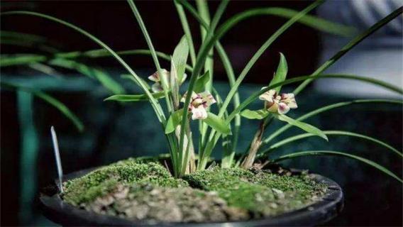 兰花怎么用多菌灵和生根粉（兰花怎么用多菌灵和生根粉浇花）