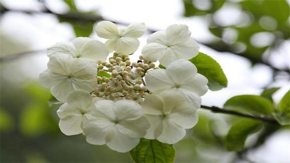 琼花和天目琼花的区别 琼花和天目琼花的区别图片