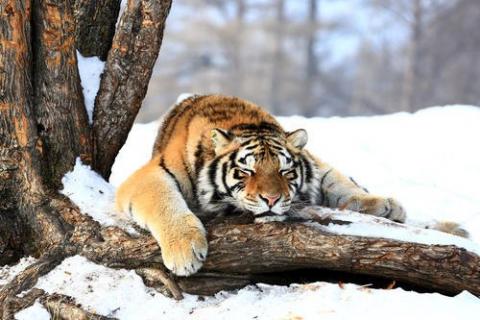 西伯利亚虎和东北虎的区别（西伯利亚虎和东北虎是不是同一虎种）