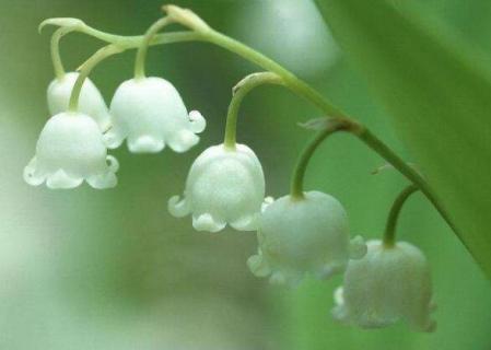 铃铛花什么时候开花 铃铛花开花时间