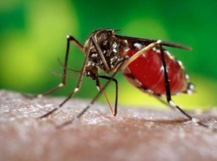 疟蚊和普通蚊子的区别 疟蚊与普通蚊子的区别