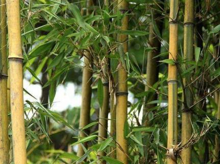实心竹子产地在哪 实心竹子产地在哪里