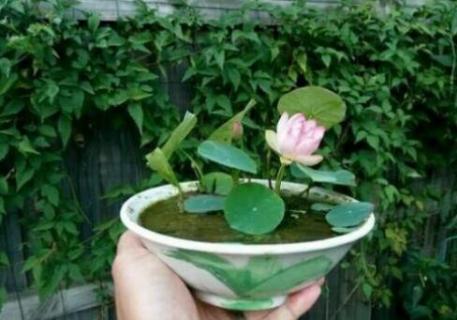 水培碗莲的种植方法和注意事项（水培碗莲的种植方法和技巧）