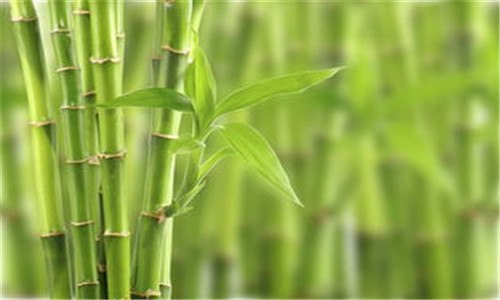 竹是什么植物裸子植物还是被子植物 竹是裸子植物吗