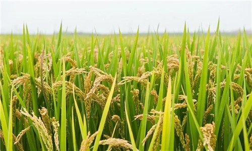 水稻是被子植物吗 水稻是什么植物被子植物吗