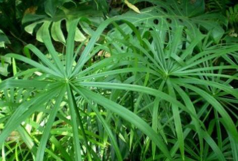 水竹的养殖方法和注意事项 水培水竹的养殖方法和注意事项