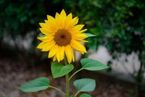 太阳花叶子的特点和花的特点（太阳花叶子的特点是什么）