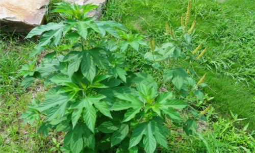 豚草是什么植物 普通豚草是什么植物