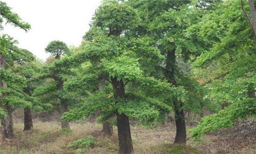 植物的根瘤有什么作用（植物的根瘤有什么作用?）