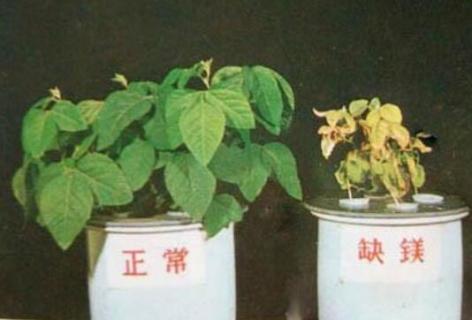 植物缺镁有什么症状（植物缺镁有什么症状图片）