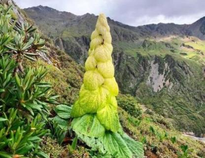 塔黄是保护植物吗（塔黄是珍稀植物吗）