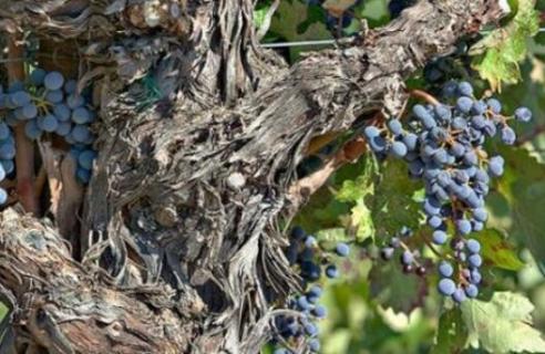葡萄树老桩为什么栽不活 多年的葡萄能做盆景老桩吗?