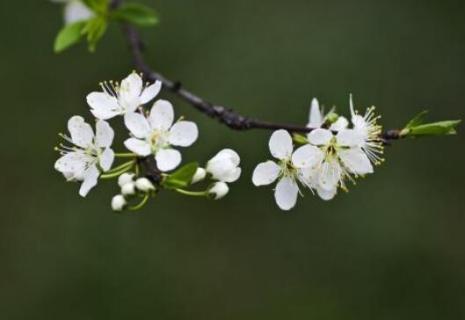 李子花有粉色的吗 李子花有蜜粉吗