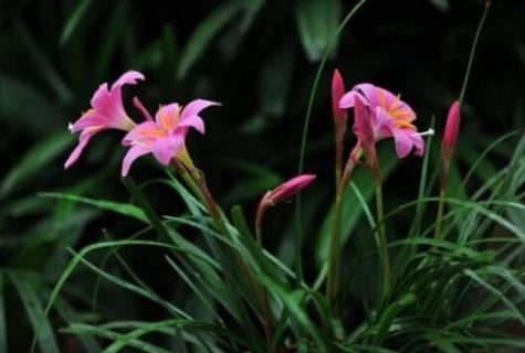 兰花草是什么植物（兰花草是草本植物吗）