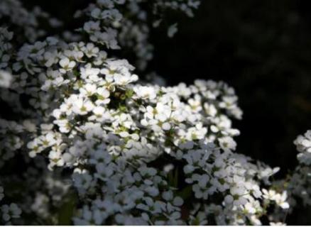 雪柳是什么植物（雪柳是什么植物类别）