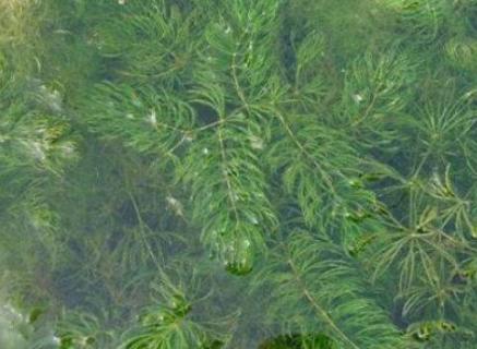 金鱼藻是被子植物还是藻类植物（金鱼藻是什么类植物）
