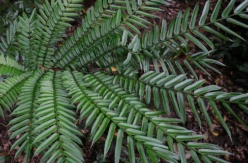 观音坐莲蕨是保护植物吗 观音坐莲蕨是保护植物吗?