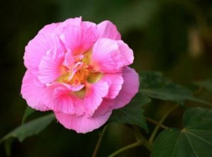 芙蓉花一年开几次花（芙蓉花一年开几次花谢）