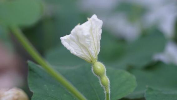 葫芦雌花闭了还能授粉吗 葫芦雌花不授粉能结果吗