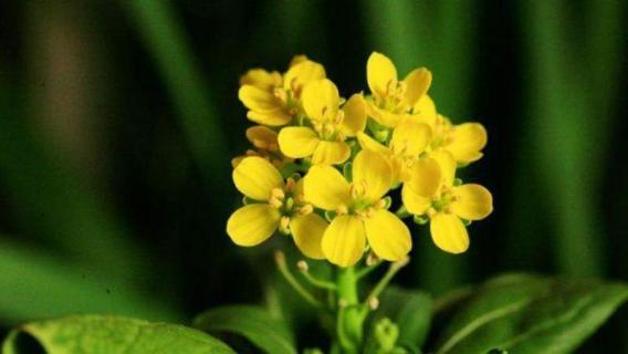 油菜花有几片花瓣 油菜花有几片花瓣组成