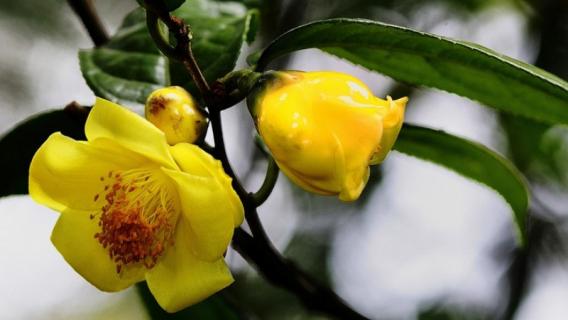金花茶是裸子植物还是被子植物（金花茶是种子植物还是被子植物）