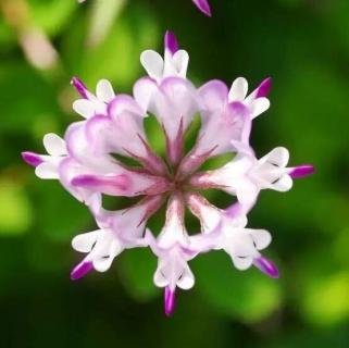 紫英仙株是什么植物 紫英仙株是什么植物图片