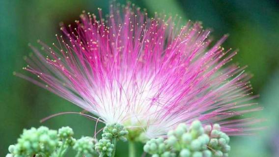 绒花是什么花（绒花 百科）