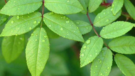 植物睡眠现象 植物睡眠现象原因和生物学意义