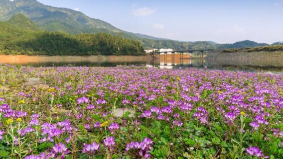 紫英仙株是什么花 紫仙花是什么花