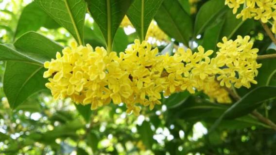 桂花有花粉吗（有粉色桂花吗）