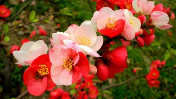 红莲水榭的海棠是什么品种（红莲水榭的海棠是什么品种图片）