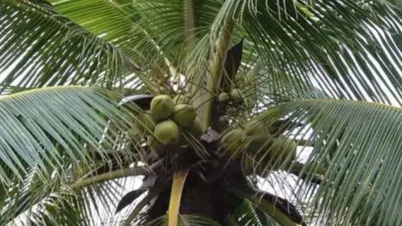 椰子树是常绿树吗（椰子树是常绿树还是落叶树）