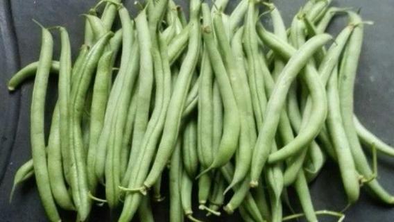 菜豆是裸子植物还是被子植物 菜豆属于被子植物吗