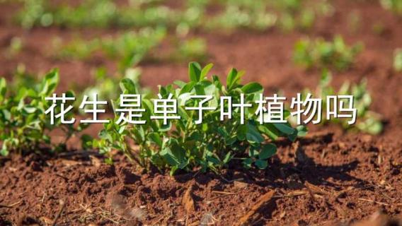 花生是单子叶植物吗 花生是单子叶植物吗图片