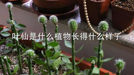 叶仙是什么植物长得什么样子（叶仙是什么植物长得什么样子的）