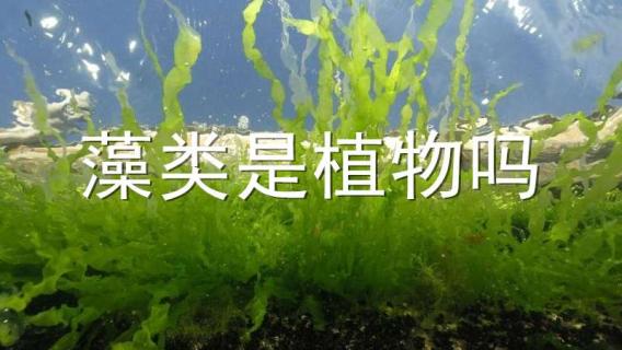 藻类是植物吗（藻类是植物吗图片）