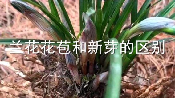 兰花花苞和新芽的区别 兰花花苞和新芽的区别是什么