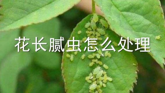 花长腻虫怎么处理 花长腻虫怎么处理视频