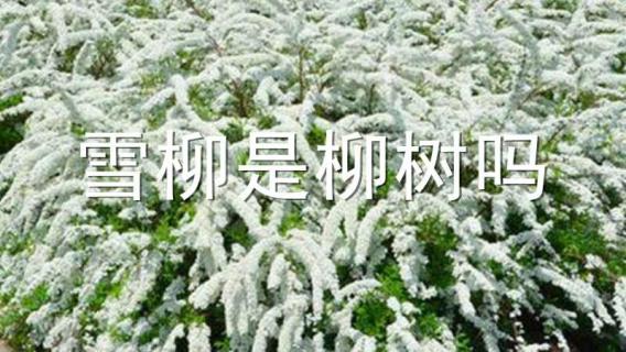 雪柳是柳树吗（雪柳是什么树）