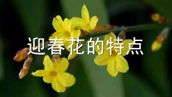 迎春花的特点（迎春花的特点是什么）