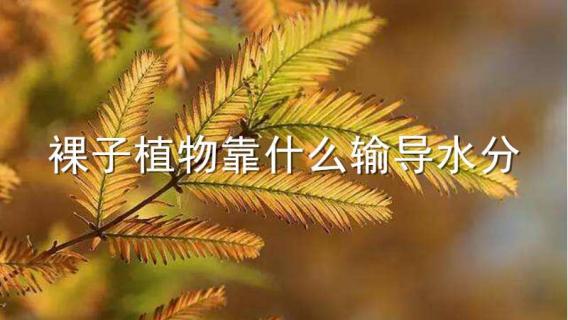 裸子植物靠什么输导水分（裸子植物靠输送水分）