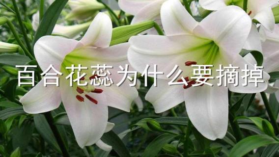 百合花蕊为什么要摘掉（百合的花蕊要摘下来吗）