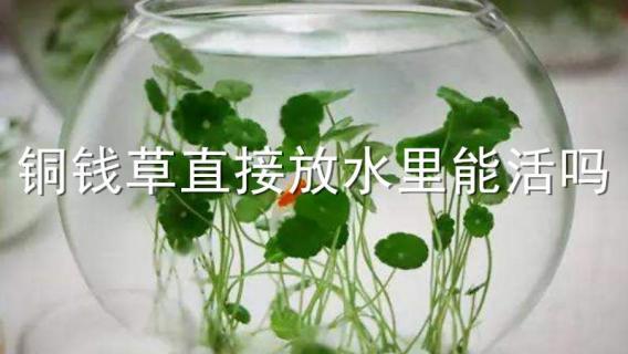 铜钱草直接放水里能活吗（铜钱草可以直接放在水里吗）