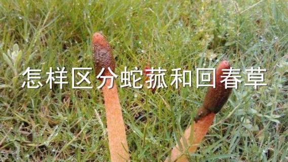 怎样区分蛇菰和回春草（怎样区分蛇菰和回春草种子）