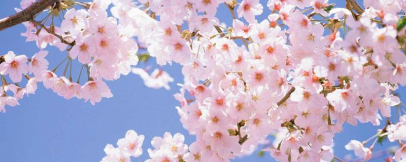 樱花几月开，武汉樱花什么时候开 樱花几月开,武汉樱花什么时候开的