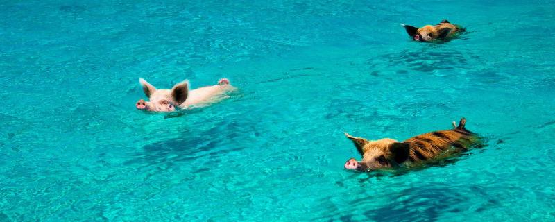 猪会游泳吗 猪会游泳吗百度百科