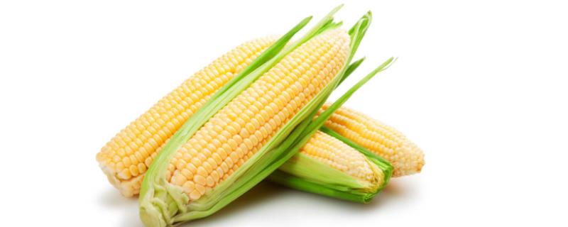 玉米种植怎样防治病虫害 玉米病虫害防治措施